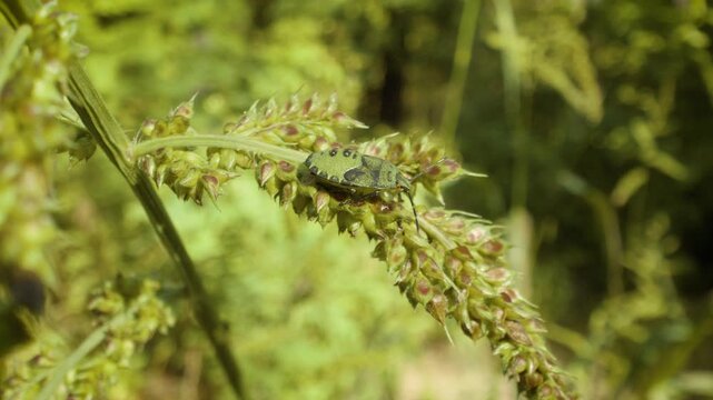 Common green shield bug (Palomena prasina) nymph on nettle leaf in natural environment macro video	