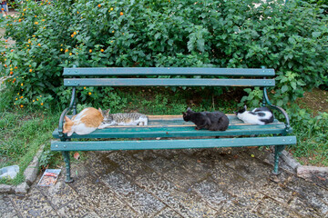 Several domestic cats resting on a green wooden park bench surrounded by dense plants and flowers. Relaxed urban animal scene with multiple felines sharing public seating in a quiet outdoor setting. © Javier