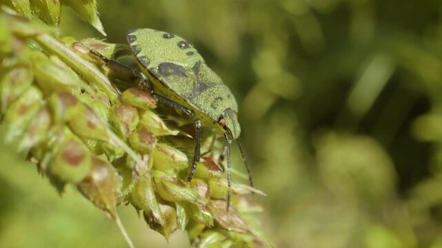 Common green shield bug (palomena prasina) nymph in natural environment macro video