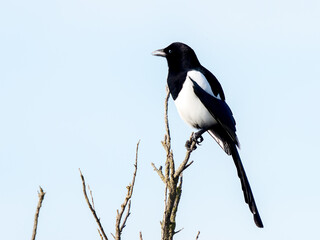 Obraz premium Pie bavarde (Pica pica) perchée sur une branche en Camargue, corvidé noir et blanc observé dans son habitat naturel en Europe