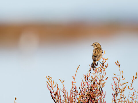 Tarier p&acirc;tre (Saxicola rubicola) perch&eacute; sur une v&eacute;g&eacute;tation halophile en Camargue, petit passereau des milieux ouverts littoraux m&eacute;diterran&eacute;ens
