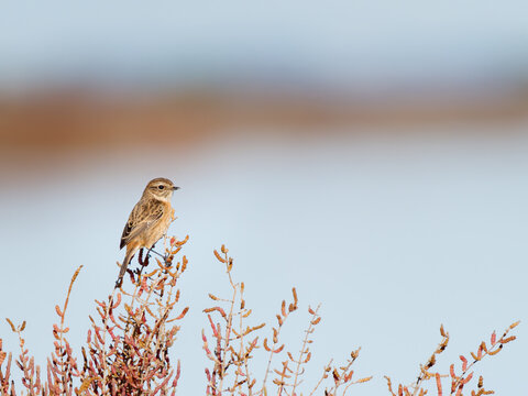 Tarier p&acirc;tre (Saxicola rubicola) perch&eacute; sur une v&eacute;g&eacute;tation halophile en Camargue, petit passereau des milieux ouverts littoraux m&eacute;diterran&eacute;ens