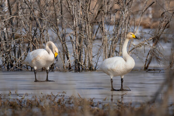 Łabędzie  krzykliwe na lodzie.  (Cygnus cygnus)  © Janusz Lipiński