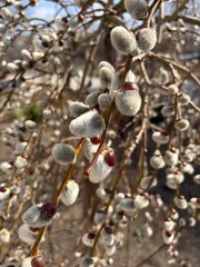 willow branches in spring © Liliya