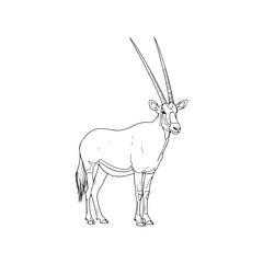 A drawing of an antelope with long horns © SI