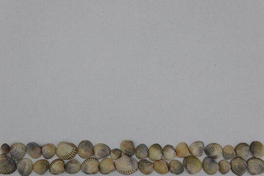 Seashell border isolated on white background  
