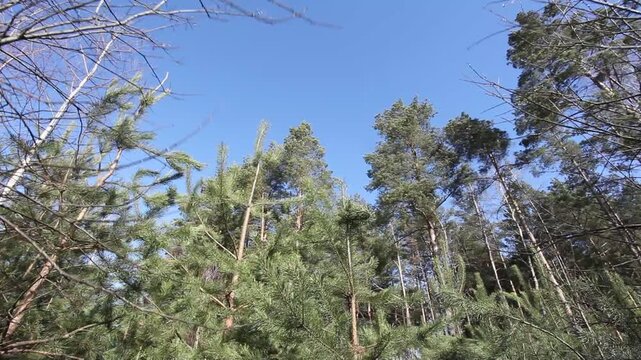 Pine branches flutter in the wind in the forest