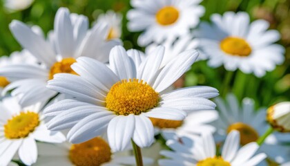 Fototapeta premium White daisies in a green field.