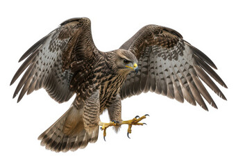 Fototapeta premium Majestic hawk in mid-flight with spread wings and talons gripping prey isolated on transparent background