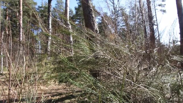 Pine branches flutter in the wind in the forest