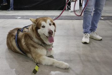 Husky marrone - Alaskan Malamute