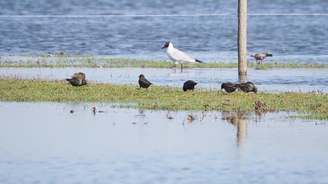 European starlings and a Mediterranean gull feeding in a wet meadow in early spring