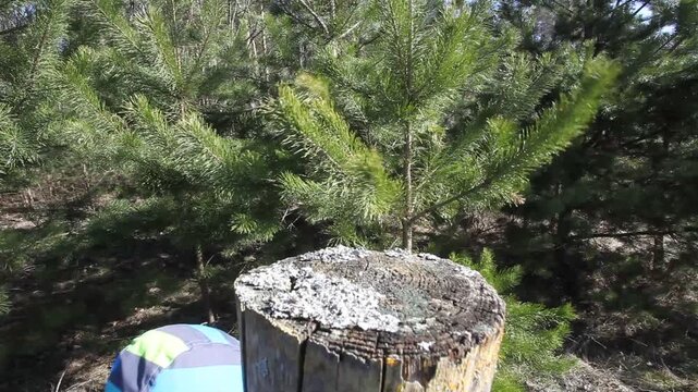 Pine branches flutter in the wind in the forest