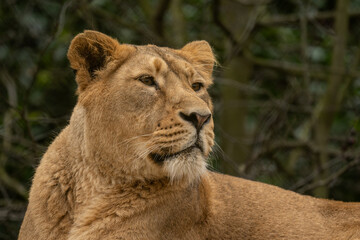 An adult female Indian lioness resting on a rock. © lapis2380