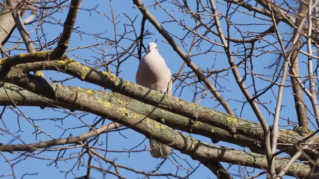 The Eurasian collared dove singing on a branch in early spring, Streptopelia decaocto