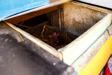 Hen sitting in nesting box on straw in rustic village chicken coop © Iryna Miadzvedzeva