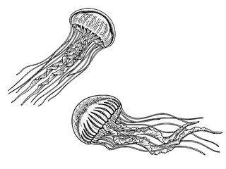 Deep Sea Jellyfish Floating Engraving Illustration © Gabut Stock