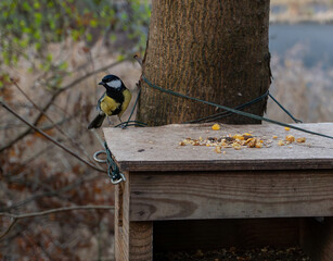 Great tit bird perched on a wooden bird feeder attached to a tree trunk while feeding on mixed seeds and nuts. The scene captures wildlife behavior, small forest birds and seasonal feeding during autu © Volha