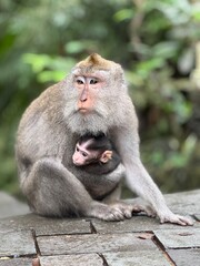 Fototapeta premium Monkey forest, Bali, Indonesia