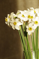 Bouquet of white daffodil flowers arranged in a glass vase on a table. Warm sunlight creates soft shadows on a textured wall, giving a calm spring interior atmosphere. © Sasha