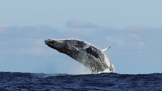 slow motion shot of a humpback whale jumping in waves at background of clear blue sky. Wildlife nature of giant mammal animals. Whale splashing in Pacific Ocean. South Africa fauna, spraying fountain