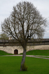 Obraz premium Lonely tree near the wall of Pskov Krom (Kremlin). Pskov, Russia