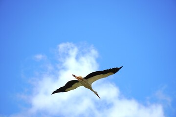 Fototapeta premium Image of a stork flying in the sky, summer nature background.