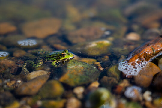 Le repos de la grenouille