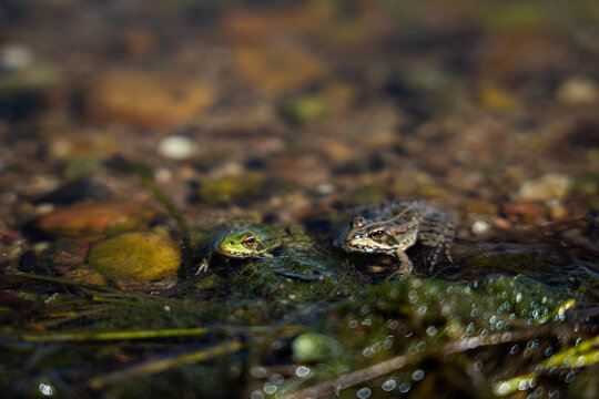 Le repos des grenouilles