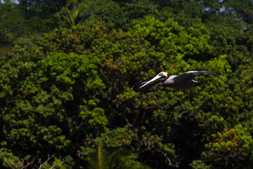 Obraz premium Brown pelican (Pelecanus occidentalis) flying against a green rainforest background.