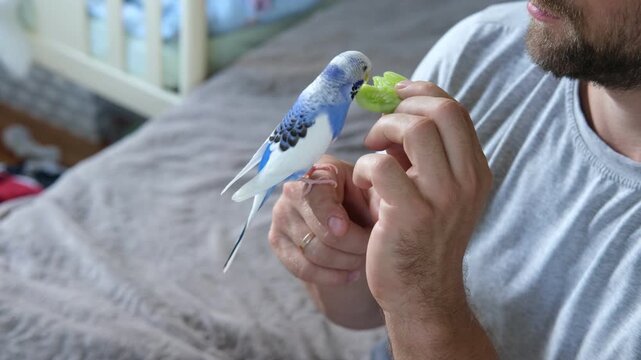Man Owner is Feeding a Colorful Budgerigar with Fresh, Healthy Green Apple at Home. A person is nurturing a pet budgerigar, beautifully showcasing affection through dedicated pet care and attention