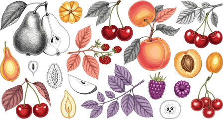 Vintage fruit botanical set. Pear, peach, cherry and berry engraved illustrations with leaves and slices. Retro hand drawn orchard fruit collection for packaging. © HELEN QUEEN