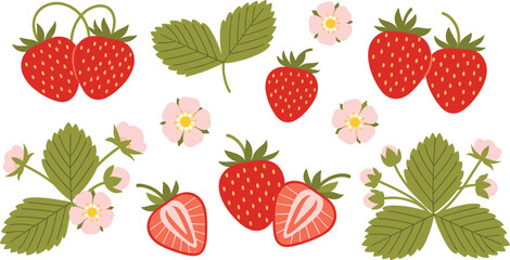 Strawberry fruit set with leaves and flowers. Whole and sliced berries with botanical elements. Fresh summer berry illustration collection for packaging, labels, healthy food design. © HELEN QUEEN