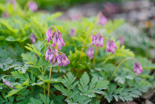 Close Up of Pink Dicentra Eximia Blossoms