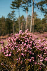 Obraz premium Blooming winter heath flowers Erica carnea covering a mountain meadow in Divcibare Serbia. Pink alpine heath plants growing in wild Balkan spring forest landscape.