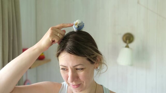 Owner woman feeding a budgie. Close-up. White blue budgerigar perching on the hand. Pet bird is eating grains from human palm. Cozy Indoor Setting. Person is gently handfeeding a parrot in bright room