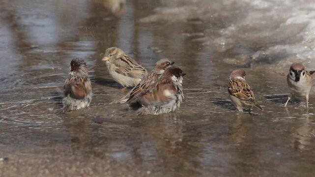 Sparrows bathe in a puddle on a sunny spring day