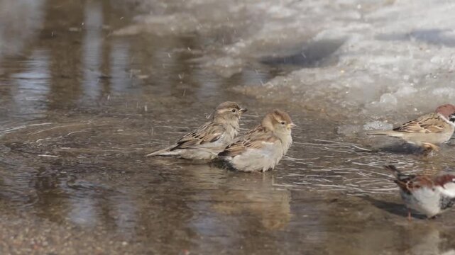 Sparrows bathe in a puddle on a sunny spring day