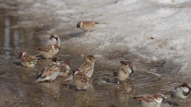 Sparrows bathe in a puddle on a sunny spring day