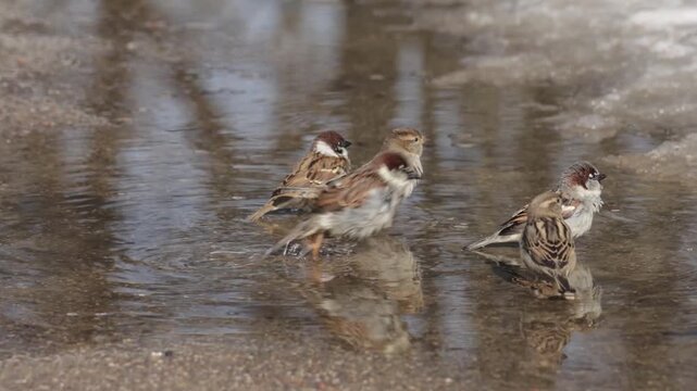 Sparrows bathe in a puddle on a sunny spring day