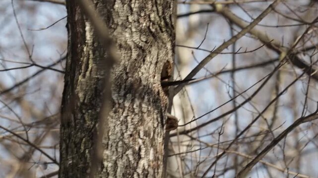 black woodpecker sits on a tree in the forest on a spring day and looks for insects
