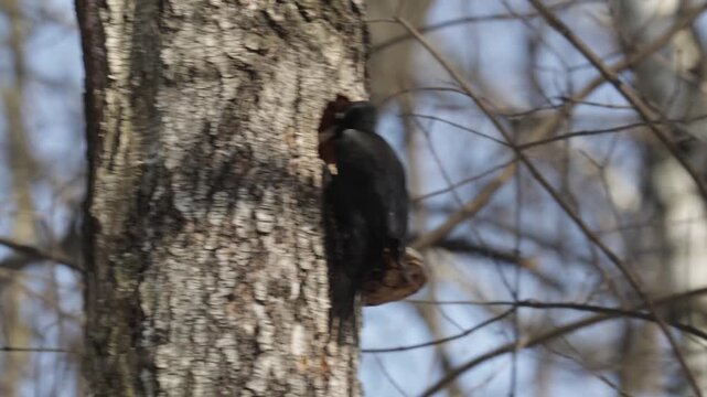 black woodpecker sits on a tree in the forest on a spring day and looks for insects