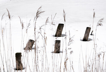 frozen lake with tree trunks at bialowieza forest poland nature reserve © Agata Kadar