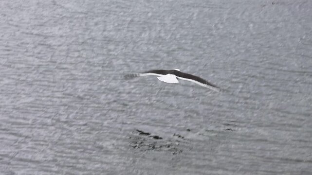Slow-motion video of a seagull taking flight and swooping over the sea.