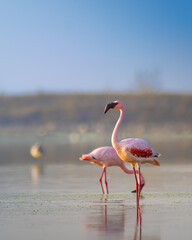 Greater flamingos wading in shallow waters of Sambhar Lake, Rajasthan, India, glowing in soft golden light. Elegant pink plumage reflects beautifully on the calm surface of India’s largest inland lake © Rohit Beniwal