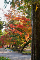 上賀茂神社境内の楓の紅葉