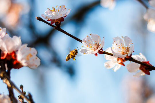 A bee is flying to a blossom on a tree. Spring blossom. Bee pollinating flowers.