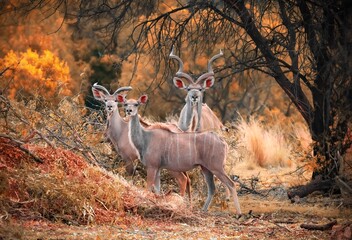 Autumn Kudu © Alta