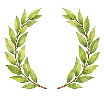 A watercolor bay leaf wreath with fresh green aromatic leaves arranged in an elegant botanical circular frame, isolated on a transparent background.