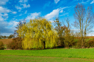 Obraz premium Weidenbaum im Frühjahr